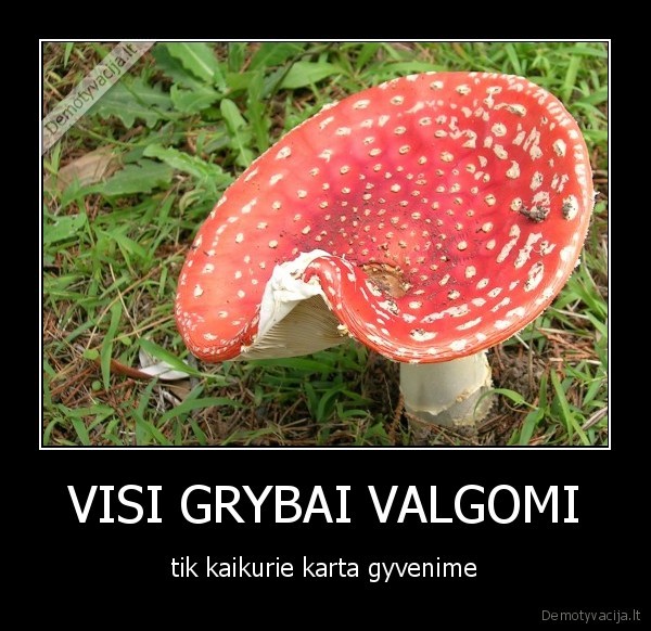 VISI GRYBAI VALGOMI