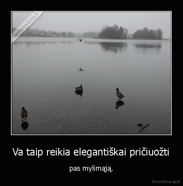 antis,antys,ledas,paukstis,ciuozti,meile