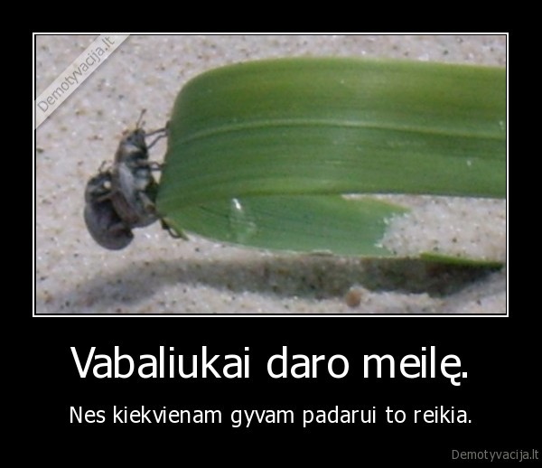 vabalai,meile
