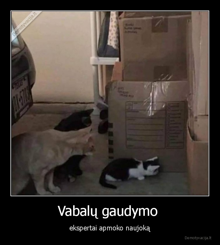 ekspertai,katinai,kates,vabalai,apmokymai