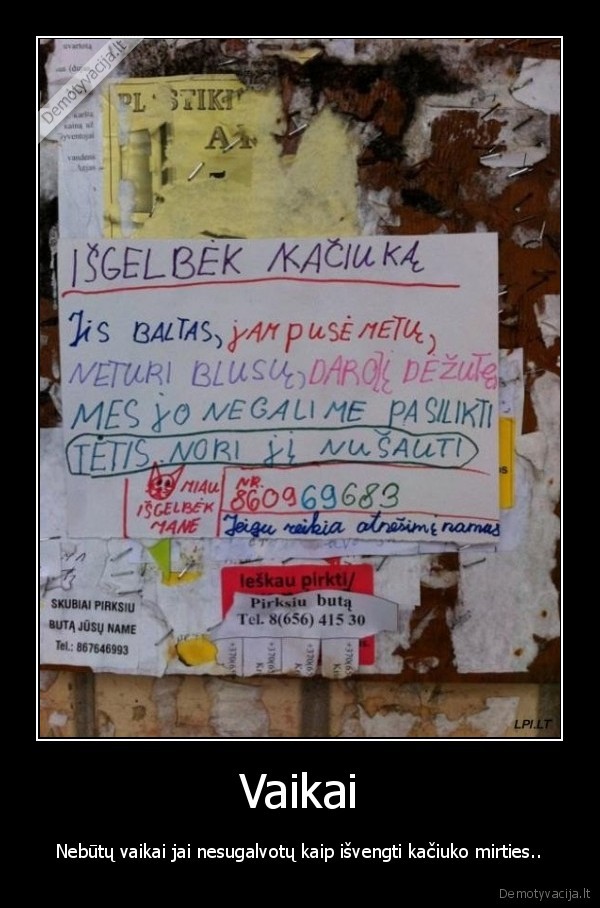 katinas, zudikas, tetis