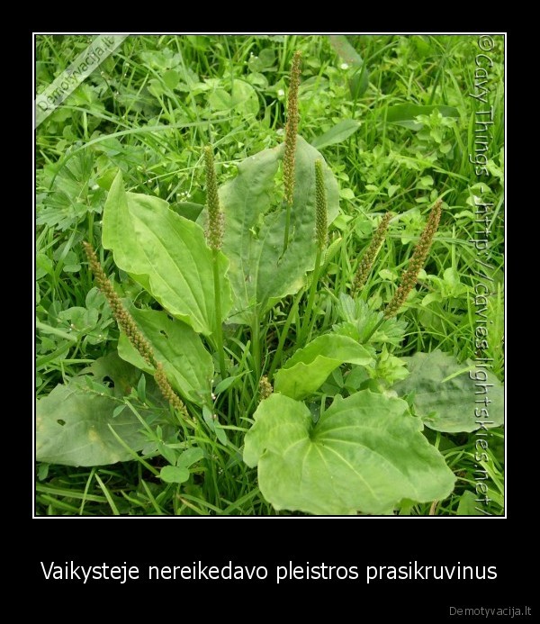 vaikai,kraujas,trauklapiai