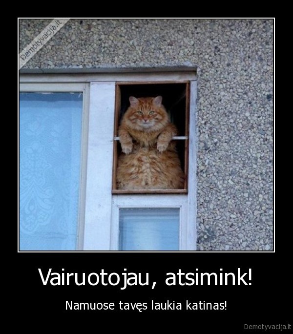 katinas,namie, laukti,vairuotojau, atsimink,perspejimas, vairuotojui