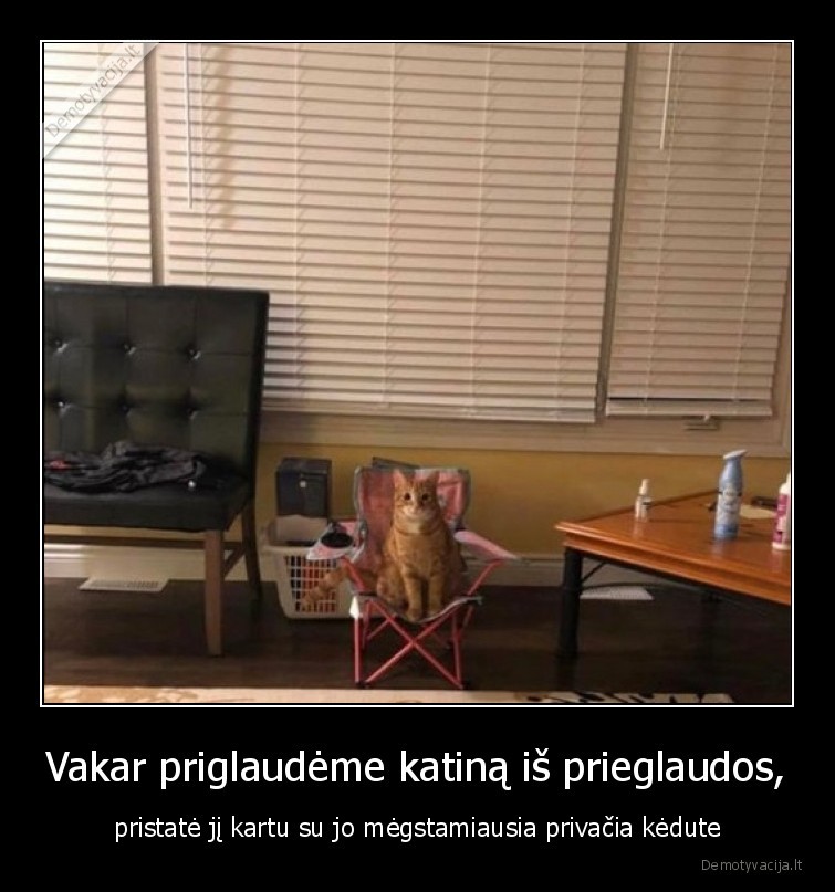 katinas,prieglauda,kedute
