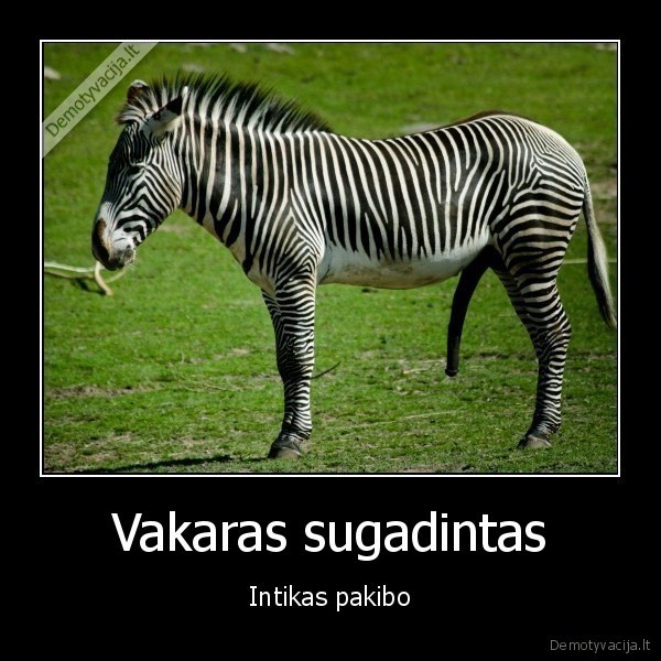 internetas,zebra,intikas,kibo,pimpals,zirgo, galva,pimpalas,va, byby