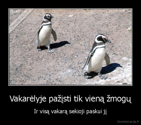 pingvinai,vakarelis,vienas, draugas