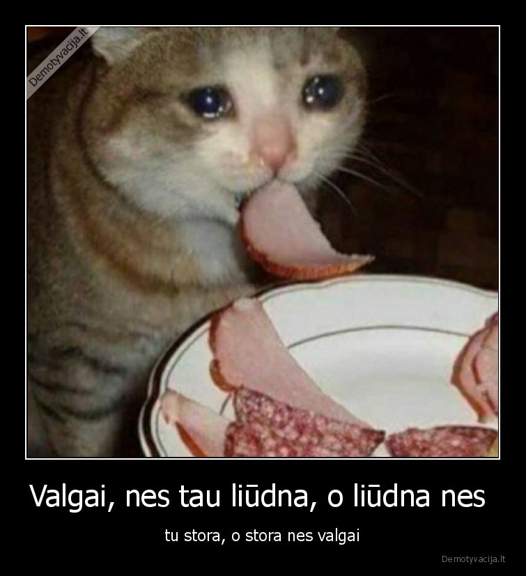 katinas,liudna,valgo