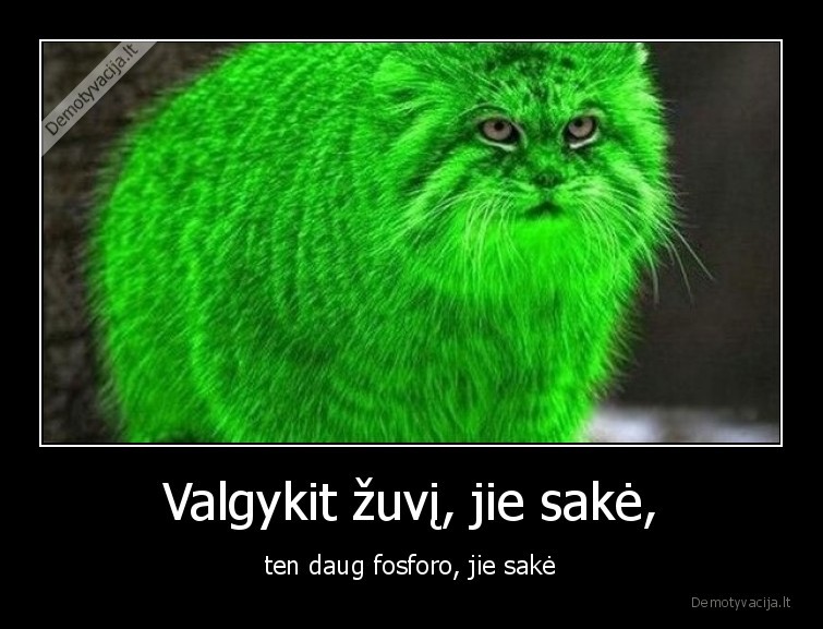 zuvis,fosforas,katinas,valgo
