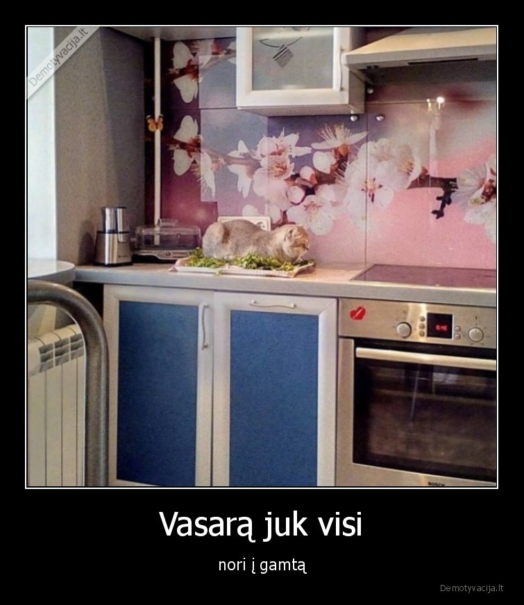 gyvunai,augintiniai,kates,katinai,gamta,vasara