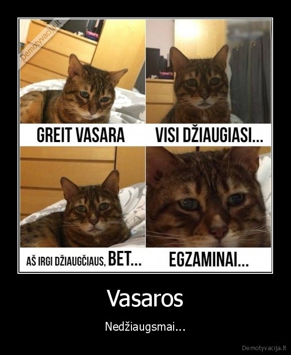 egzaminai,geras, oras,katinas, verkia