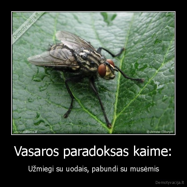 Vasaros paradoksas kaime: