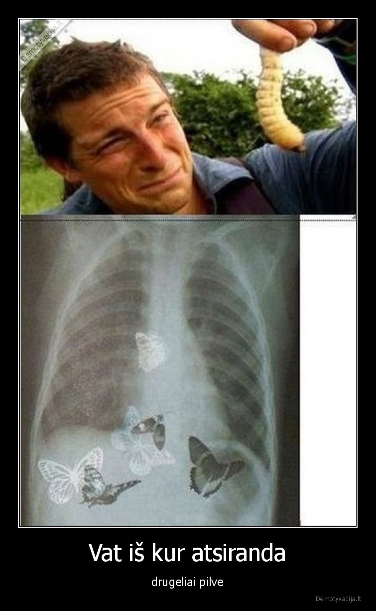 drugeliai,pilve,bear, grills,valgo,lerva
