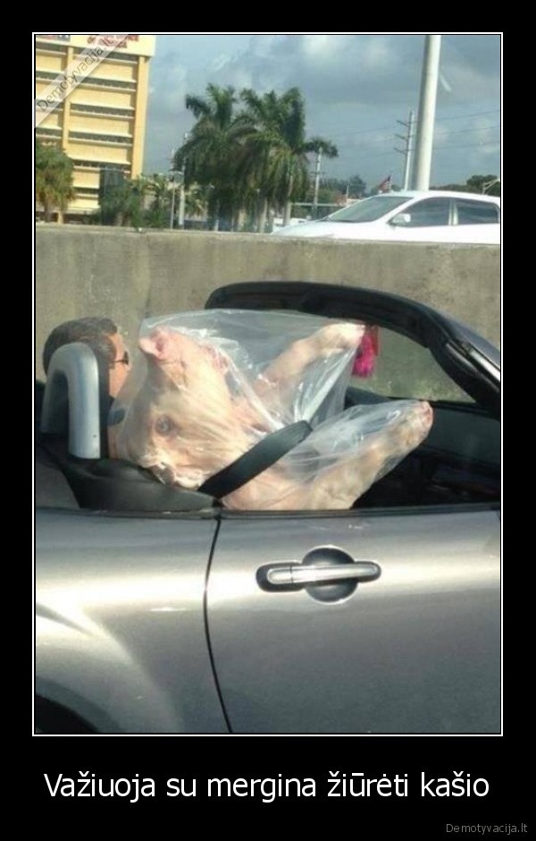 Važiuoja su mergina žiūrėti kašio