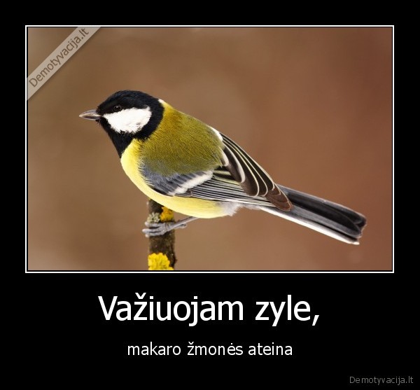 zyle,pasmerkti,nemylimi,svetimi