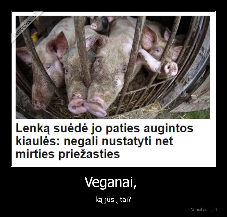 kiaule,veganai,veganizmas