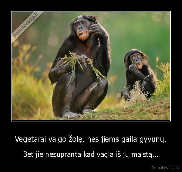 zole,vegetarai,maistas