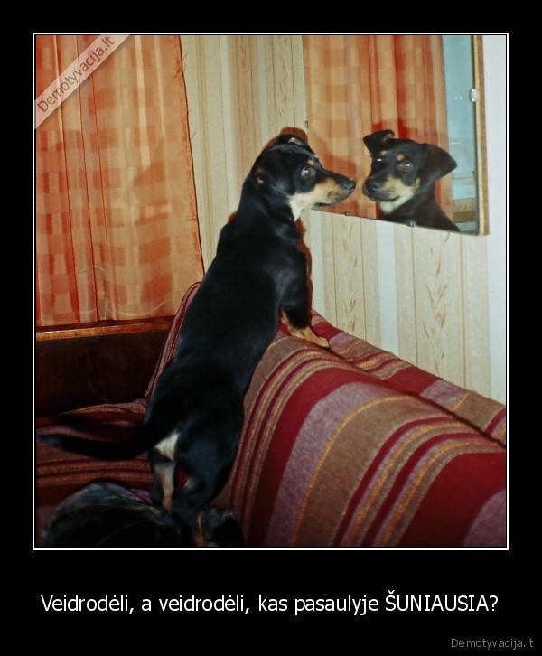 sunis,suo,gyvunai,veidrodis,kailis