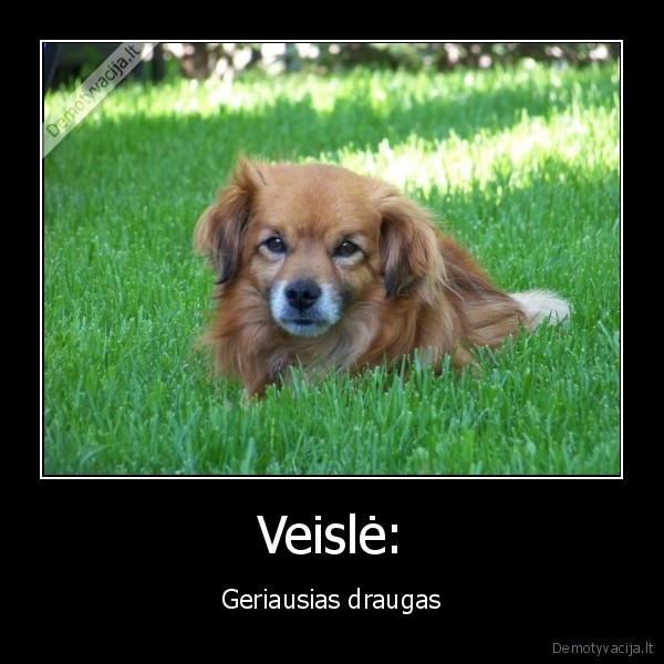 suo,geriausias,zmogaus,draugas