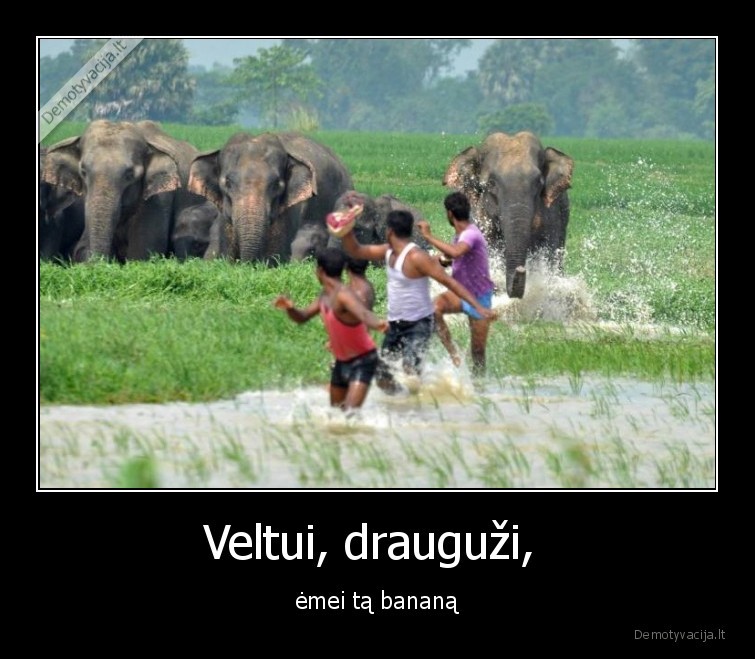 drambliai,bananas,bega