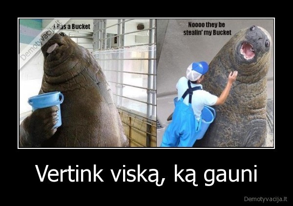 ruonis,nevertina,kibiro,visko,ka, gavo