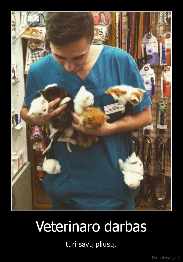 daug, kaciuku,kaciukai,mieli, kaciukai