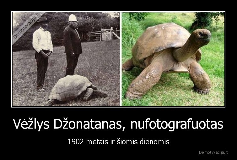 dzonatanas,vezlys,gyvunai