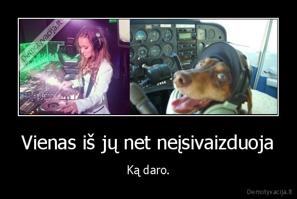 suo,salciute,lektuvas,dj