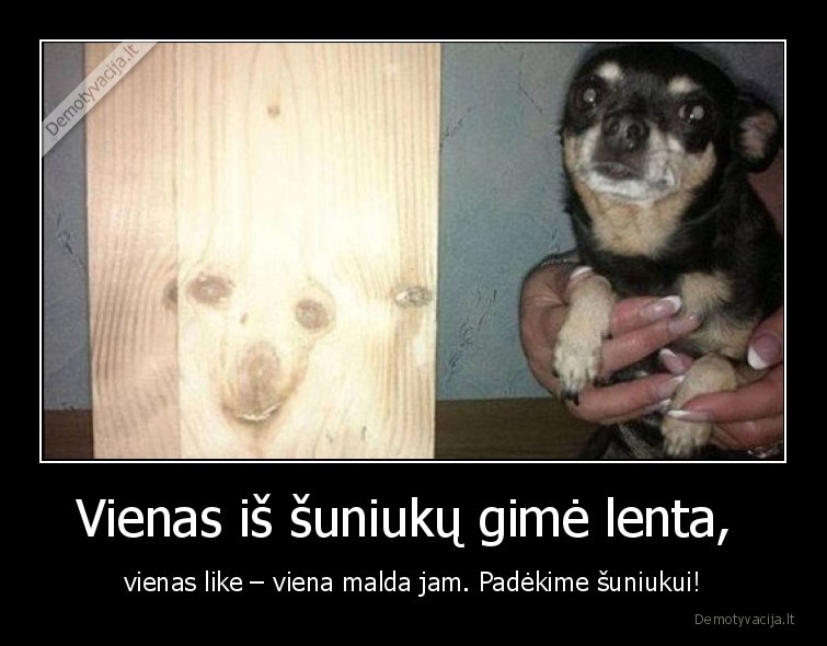 lenta,suniukas,malda,like