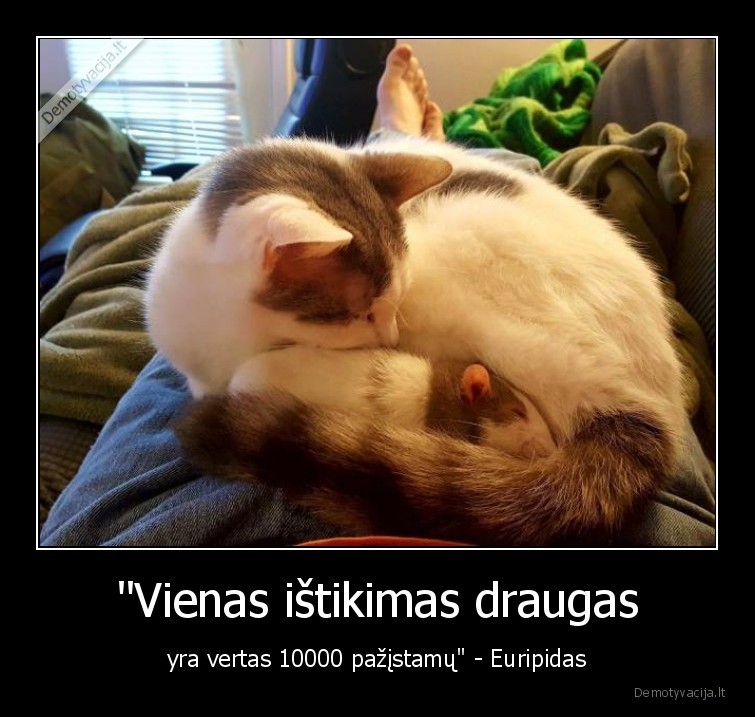 draugyste,citata,kate,katinas