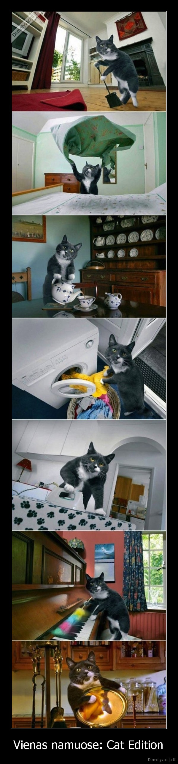 Vienas namuose: Cat Edition