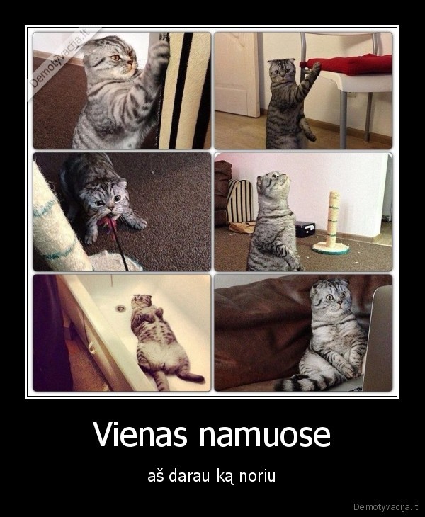 linksmi, gyvunai,vienas, namuose,katinas, karalius,kaciukas, isdykauja