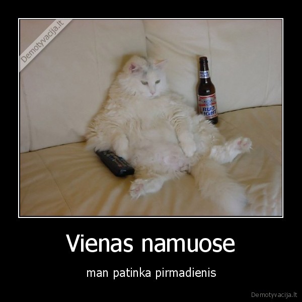 pirmadienis,alus,katinas