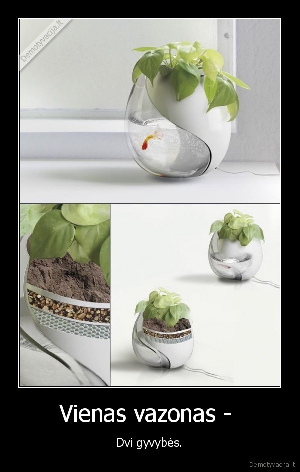 Vienas vazonas - 