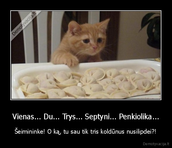 juokingas, katinas,katinas, ir, koldunai