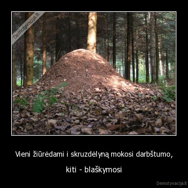 Vieni žiūrėdami i skruzdėlyną mokosi darbštumo,