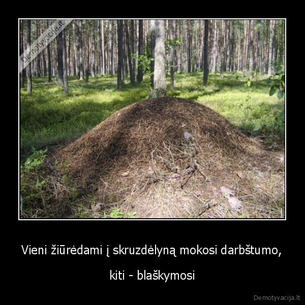 Vieni žiūrėdami į skruzdėlyną mokosi darbštumo,