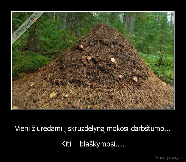 Vieni žiūrėdami į skruzdėlyną mokosi darbštumo...