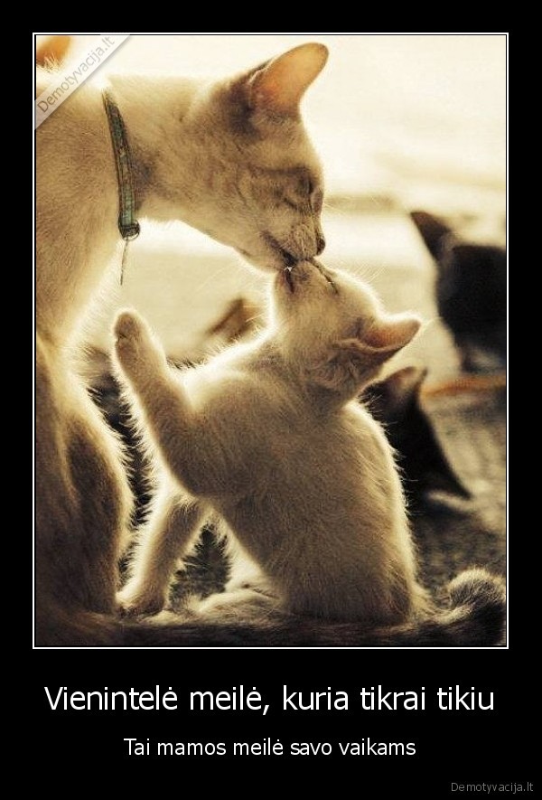 motiniska, meile,mamos, meile,kate, su, kaciuku