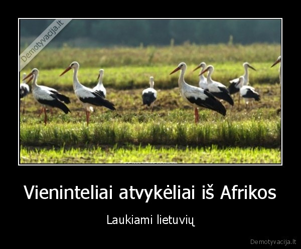 gandrai,parskrenda, gandrai