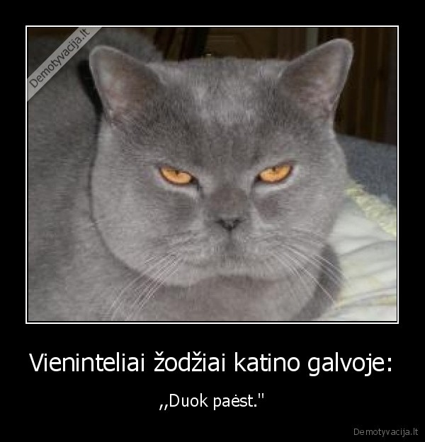 Vieninteliai žodžiai katino galvoje: