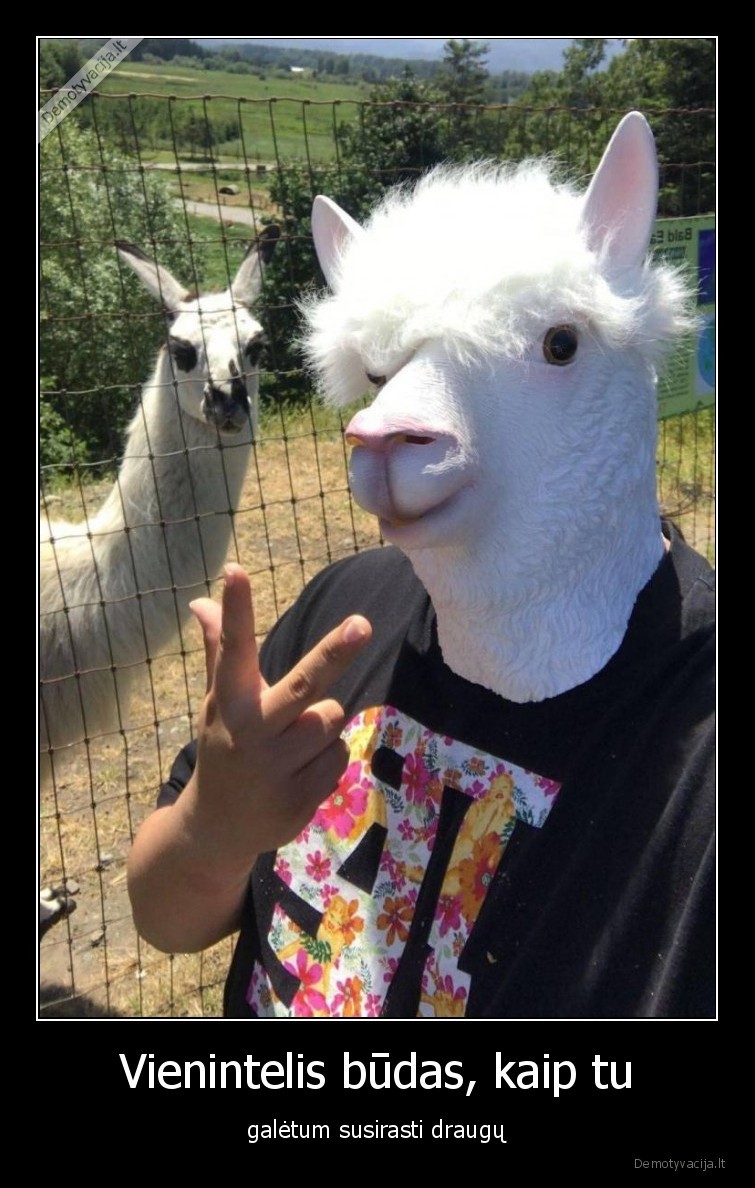 draugai,lama,nevykelis