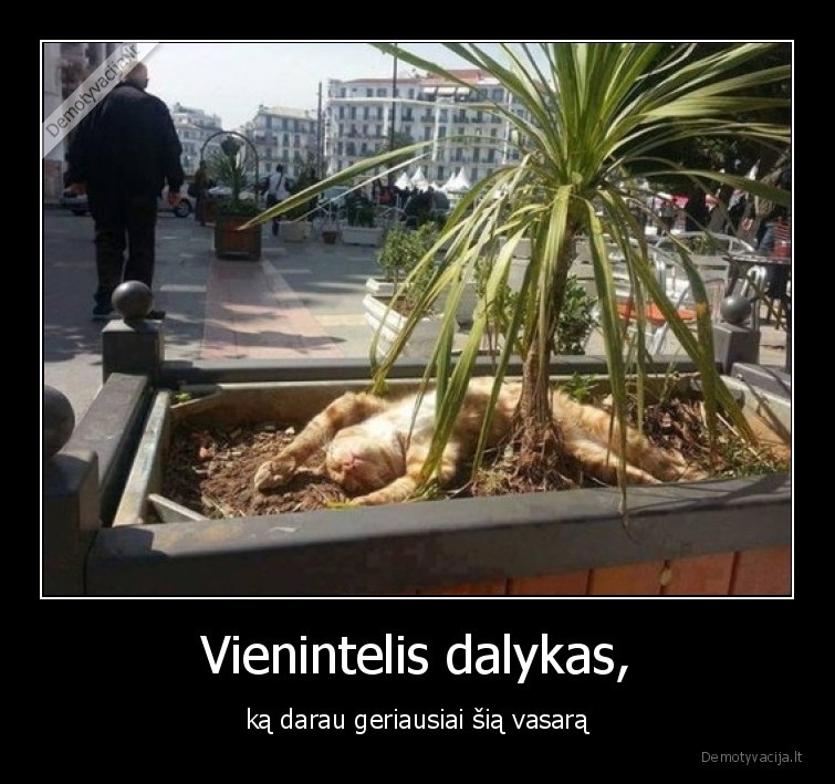 vasara,guleti,katinas,geriausias