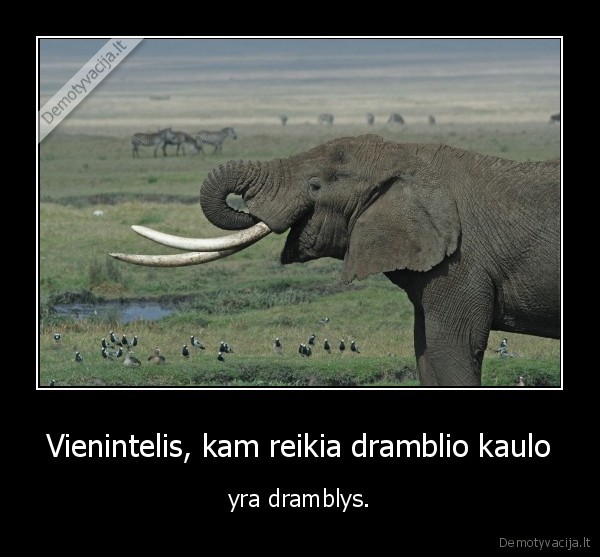 dramblys,dramblio, kaulas