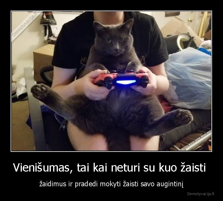 augintinis,zaidimai,vienisumas,katinas