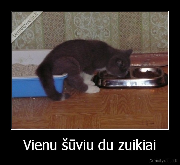 Vienu šūviu du zuikiai