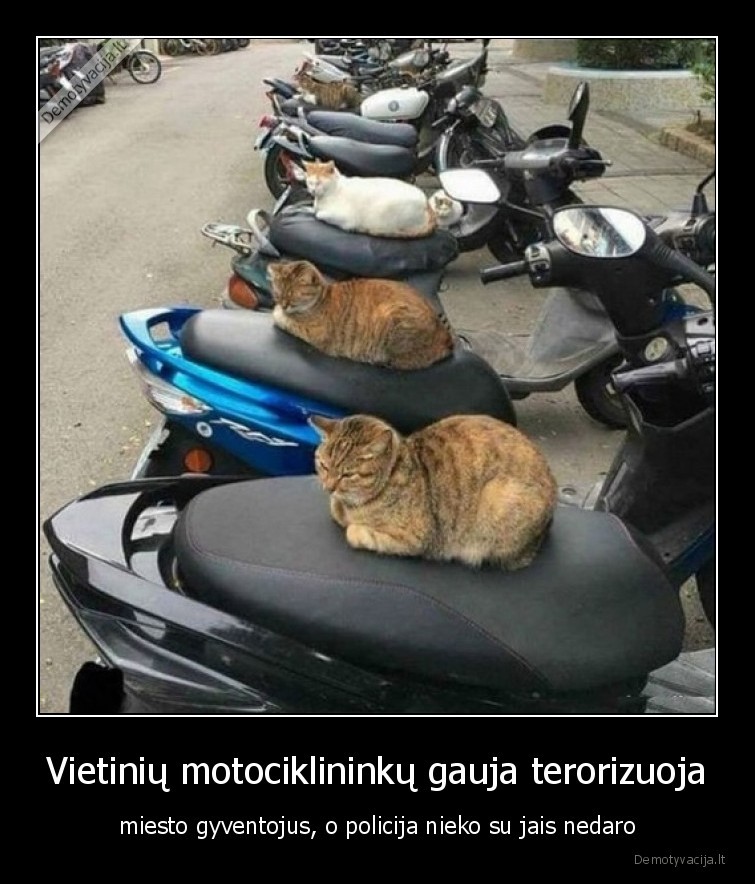 motociklininkai,gauja,katinai,terorizuoja