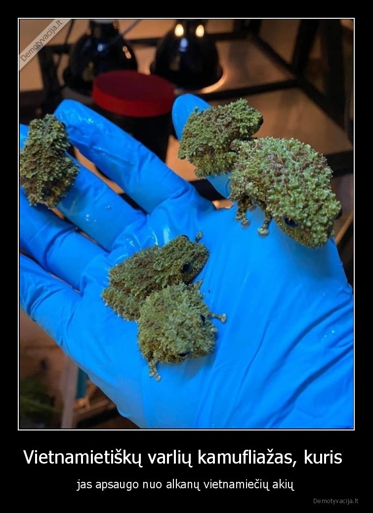 varles,vietnamas,maistas,kamufliazas,maskuote