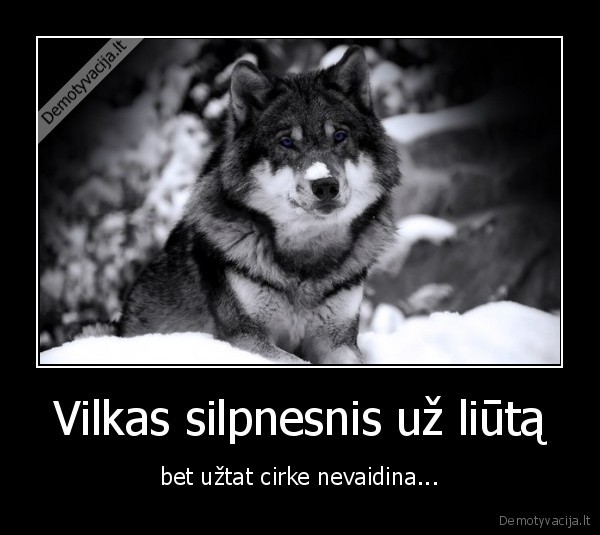 liutas,vilkas,cirkas,vaidinti