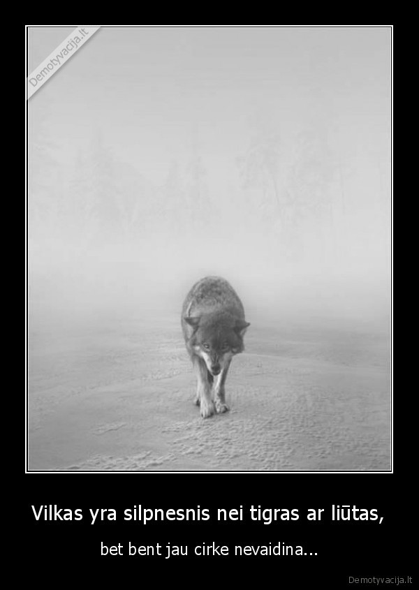 pamokanti, mintis,vilkas, ir, zmogus,tigras, ar, liutas