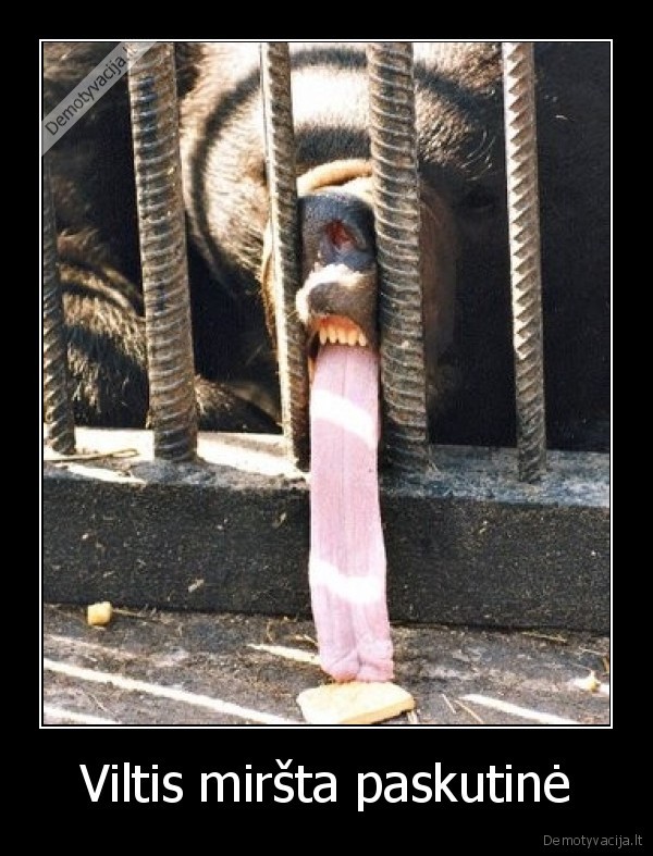 Viltis miršta paskutinė